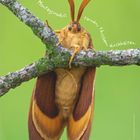 Text: "Montagsmodus: tarnen, täuschen, durchhalten." Kalenderblatt mit Datum im Juli, Schmetterling hängt an einem Ast.