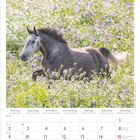 August 2027. Kalender mit Wochentagen und Feiertagen. Oben galoppierendes Pferd auf einer bunten Blumenwiese.