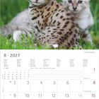 "8 • 2027" steht oben. Darunter zwei Kätzchen auf grünem Gras. Unten ein Kalender für August 2027.
