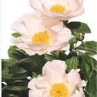 Text: "07, Beuern-Pfingstrose (Paeonia officinalis)." 
Drei rosa Pfingstrosen mit gelben Staubblättern, grüne Blätter.