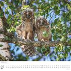 07 Dumont; Waldohreule (Asio otus); Zwei Eulen mit orangefarbenen Augen sitzen auf einem Ast, umgeben von grünen Blättern.