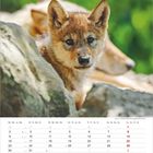 Augustkalender mit Wolfwelpen, umgeben von Felsen. Der Sonntag ist rot markiert. Feiertage: 1. und 15. August.