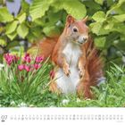 07, Dumont, Kalenderseite. Ein Eichhörnchen steht aufrecht im Gras, umgeben von pinken Blumen und grünen Blättern.