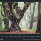 Kalender mit Datum für Juli. Alte, mächtige Bäume in einem nebligen Wald verleiht eine mystische Atmosphäre. GEO-Logo unten.