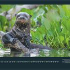 Text: "Juli" und ein Kalendarium vom 1. bis 31. Ein Riesenotter im Wasser vor grünen Pflanzen.