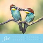 Kalenderblatt "Jul", Wochentage und Daten darunter. Zwei bunte Vögel auf Ast, einer hält ein Insekt.