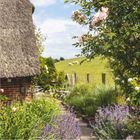 Juli 2027. Ein idyllischer Gartenweg mit Lavendel, Rosen, einem reetgedeckten Haus und Schafen auf einem Hügel im Hintergrund.