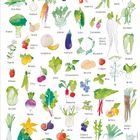 Der Text "Juli" steht oben. Darunter sind farbige Illustrationen von Gemüse, Obst und Kräutern gezeichnet, jeweils benannt.