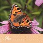 Kalender mit dem Monat "Mai" in geschwungener Schrift. Ein Schmetterling sitzt auf einer lila Blume.