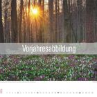 "Vorjahresabbildung" auf grauem Banner. Dicht bewaldeter Wald im Abendlicht, mit lila und weißen Blumen bedeckt.