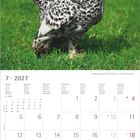 Kalender Juli 2027 mit Wochentagen in mehreren Sprachen; oben ein geflecktes Huhn auf grünem Gras.