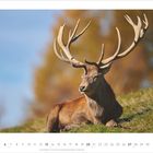 6 · 2027. Kalenderblatt mit majestätischem Hirsch auf Wiese, Bäume im Hintergrund. Klarer blauer Himmel.