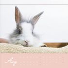 "Aug", Kalendertage im August. Ein Kaninchen mit flauschigem, grauem und weißem Fell liegt auf einem Jutegewebe.