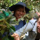 Zwei Personen betrachten begeistert ein großes, grünes Chamäleon, das auf einem Zweig in einem dichten, grünen Wald sitzt.