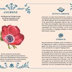 „Anemone: Die Blume des Windes bringt ein feines Leuchten in die Tage vor Weihnachten.“ Illustration mit roter Blume.