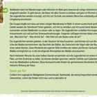 Waldbaden fördert Achtsamkeit im Wald; Jugendliche erleben Natur mit allen Sinnen. Geeignet für ruhige, zugängliche Waldgebiete.