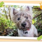 Kleiner Hund mit schlammigem Gesicht im Grünen; gelber Rahmen mit grünen Klebebandschnipseln und Handabdruck.