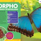 Text: "Morpho Family Nymphalidae", "Facts", "Common Name: Morpho", "Size: Wingspan of 3-8 inches", "Habitat: Rainforest". Im Hintergrund ist ein leuchtend blauer Schmetterling.