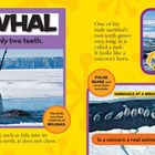 "NARWHAL: A narwhal has only two teeth. Facts: mammal, lives under ice, eats fish. Arctic ocean scene with narwhals and tusks."