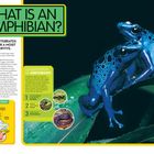 „WHAT IS AN AMPHIBIAN?“ und „AMPHIBIANS ARE VERTEBRATES THAT NEED WATER, OR A MOIST ENVIRONMENT, TO SURVIVE.“ Zwei blaue Frösche auf einem Blatt.