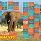 50 ENORMOUS FACTS ABOUT ELEPHANTS. Ein Elefant steht in einer natürlichen Umgebung. Viele bunte Textblöcke mit Fakten umgeben ihn.