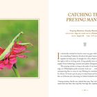 Titel: "Catching the Preying Mantis". Ort: Rand eines Mülleimers in einem Park in Philadelphia. Datum: 30. August. Uhrzeit: 14:17. 

Eine grüne Gottesanbeterin sitzt auf einer leuchtend pinken Blume. Links Text über ihr Verhalten.