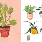 Illustration von fünf Pflanzen in Töpfen, darunter eine Venusfliegenfalle und verschiedene Blattformen.