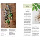 "Motherwort" und "Solomon's Seal" werden beschrieben. Links sieht man grüne Blätter mit Blüten, rechts Wurzeln mit Blättern.