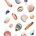 Der Text "SEASHELLS" steht oben rechts. Unter den Muschelnamen sind unterschiedliche Muscheln detailreich illustriert.