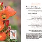Text beschreibt "Munro’s globemallow" mit Details zu Lebensraum, Blütezeit, Beschreibung, Blüten, Blättern, Früchten. Links orange Blüten.