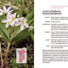 "Western springbeauty, lanceleaf springbeauty. Habitat: Grassy slopes, meadows, forests. Blooms: Spring, summer."