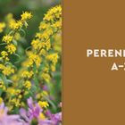 Text "PERENNIALS A-Z" auf braunem Hintergrund. Links gelbe und lila Blüten vor unscharfem Hintergrund.