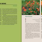 **AVENS | GRECIAN ROSE**

**Geum**  
**ROSACEAE**

Bietet attraktive Blüten, pflegeleicht, ideal als Bodendecker. Farben: Orange, Rot.