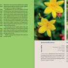 Hemerocallis citrina, Hemerocallis dumortieri. Gelbe Lilien mit grünen Blättern in Nahaufnahme, umgeben von Text über ihre Pflege.