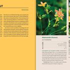 BLACKBERRY LILY - Belamcanda | Beschreibung der Pflanzen, Wachstums- und Pflegehinweise. Zwei Fotos der Blumen oben rechts.