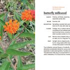 Butterfly milkweed Beschreibung links, mit Bild von orangen Blüten und grünen Blättern rechts.
