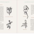Text: "POISONOUS MEDICINE", "Jimson weed (Datura stramonium) fruit", "Barberry", "Marshmallow root", "Slippery elm bark". Illustrationen der Pflanzen.