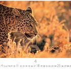 "Leopard auf der Pirsch. CASA ES EDITION. 4. Ein Leopard schleicht durch goldenes Gras bei warmem Licht."