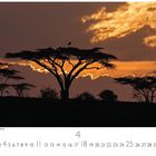 "Sonnenuntergang in der Savanne." Eine Silhouette von Akazienbäumen und ein gelber Himmel mit Wolken darüber.
