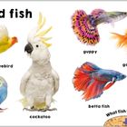 Text: "Birds and fish", "parrot", "lovebird", "budgie", "cockatoo", "guppy", "goldfish", "betta fish", "koi carp", "What fish is stripy?" Verschiedene bunte Vögel und Fische.
