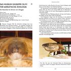 Texte: "DAS MUSEUM GIUSEPPE OLIVI FÜR ADRIATISCHE ZOLOGIE", "Ein Riesenhai im Herzen von Chioggia". Bild zeigt einen Hai.