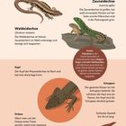 Text beschreibt Unterschiede zwischen Waldeidechse und Zauneidechse. Illustrationen der Eidechsen mit Größendarstellung.