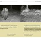 Seite mit zwei Fotos von Dachsen bei Nacht. Text oben: „Der Dachs“. Unten beschreiben Texte Dachsbeobachtungen.