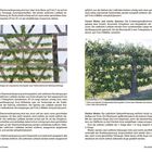 Zweiter Winter: Rückschnitt auf 5–7 cm, Leitäste schräg. Zweiter Sommer: Triebe 30 cm schräg, entspitzen. Bilder mit Bäumen.