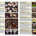 Texte enthalten wissenschaftliche Namen, Beschreibungen und Fotos von Pilzen in verschiedenen Nahaufnahmen.