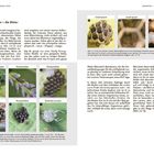 Seite 22: Text über die Metamorphose von Insekten. Bilder zeigen Insekten-Eier und Larven. Seite 23: Weitere Infos zur Entwicklung.