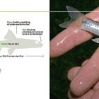 Gründling. Merkmale: Körper rundlich, spindelförmig, Gewicht max. 100 g, Länge 10-15 cm. Bild zeigt Fisch in Hand.