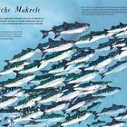Text: "Atlantische Makrele. Die Atlantische Makrele ist ein kleiner, aber unglaublich schneller Fisch..."

Illustration von vielen schwimmenden Makrelen.