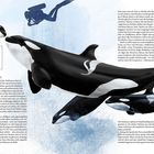 "Mama, ich habe Hunger. Können wir sie essen? Nein, Liebes, wir essen keine Menschen. Warum nicht? Weil die Großmutter es so entschieden hat." Drei Orcas schwimmen im Wasser, begleitet von einem Taucher im Hintergrund.