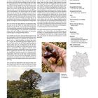 Starke Ess-Kastanie an der luxemburgischen Grenze. Foto von Kastanien in einer Hand und ein großer Kastanienbaum auf einer Wiese.
